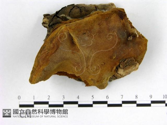 登錄號:F0009609藏品圖，第1張