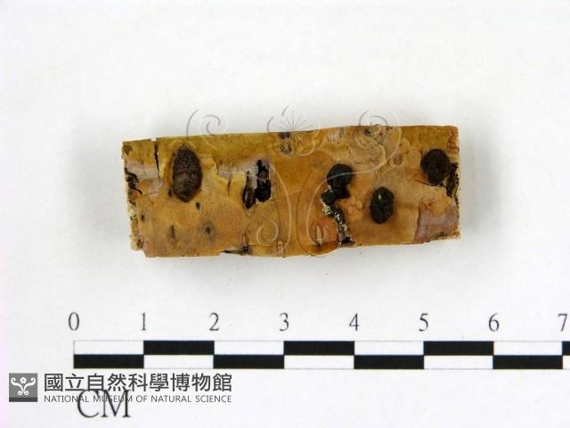登錄號:F0019609藏品圖，第1張