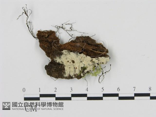 剛毛絲皮菌藏品圖，第1張