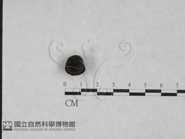 登錄號:F0028409藏品圖，第1張