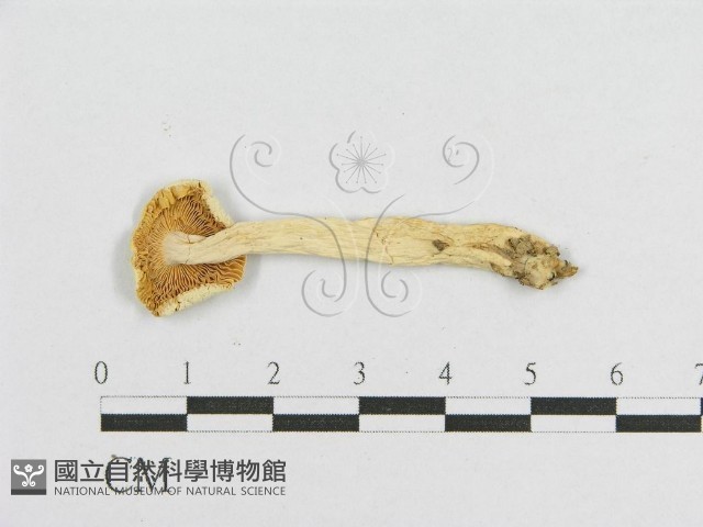 登錄號:F0008409藏品圖，第1張