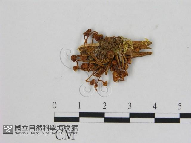 小菇屬藏品圖，第1張
