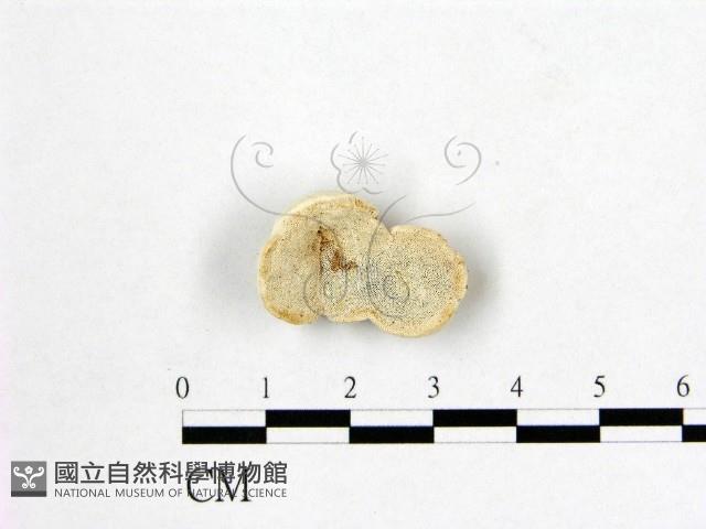 多年臥孔菌屬藏品圖，第1張