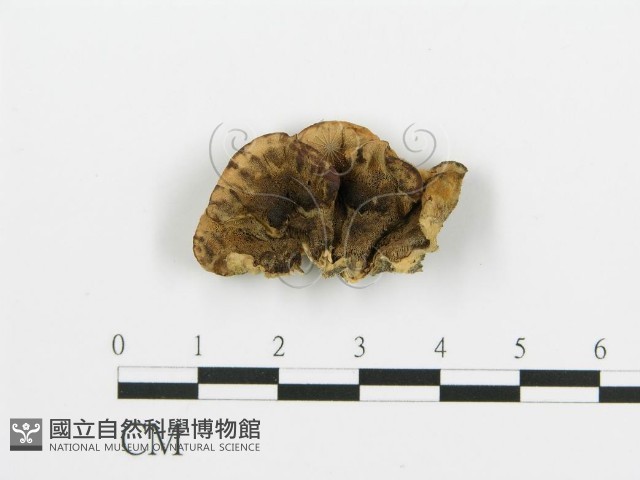 煙管菌藏品圖，第1張