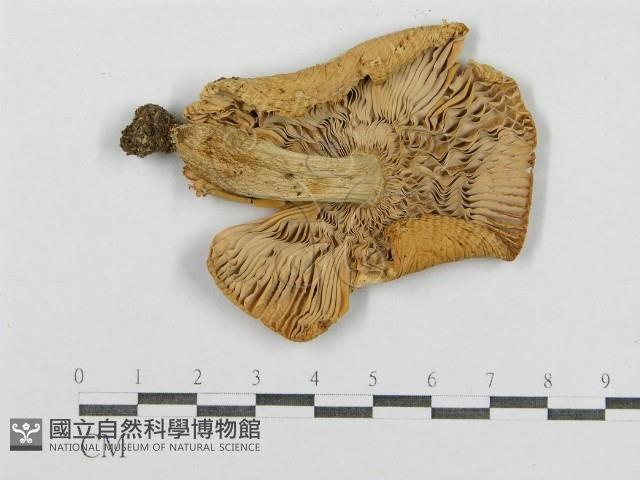 登錄號:F0016409藏品圖，第1張