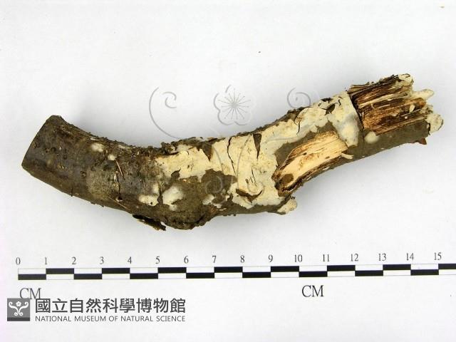 燈籠囊擬射脈菌藏品圖，第1張