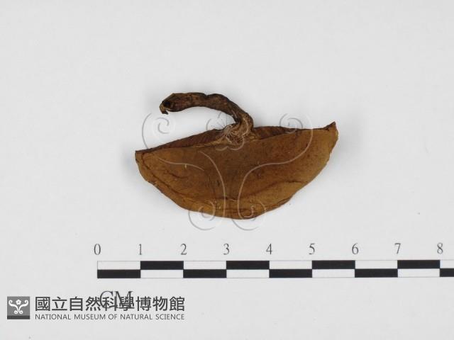 登錄號:F0024409藏品圖，第1張