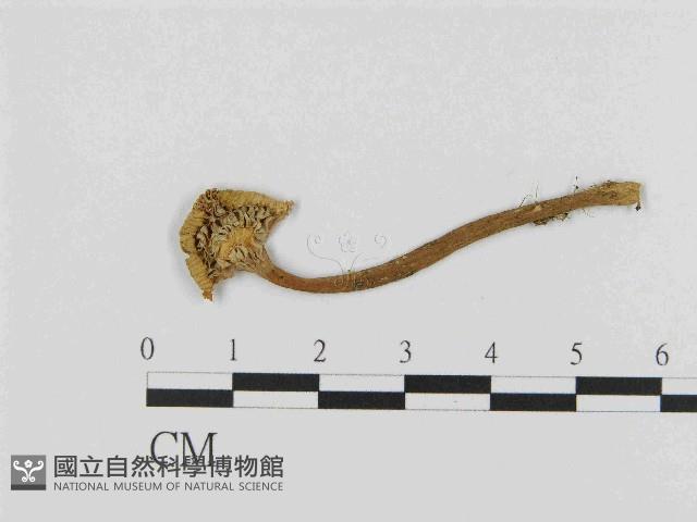 乳菇屬藏品圖，第1張