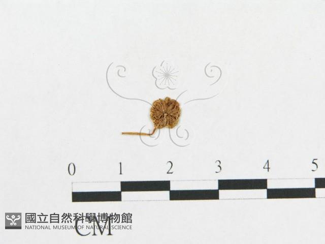 登錄號:F0012409藏品圖，第1張