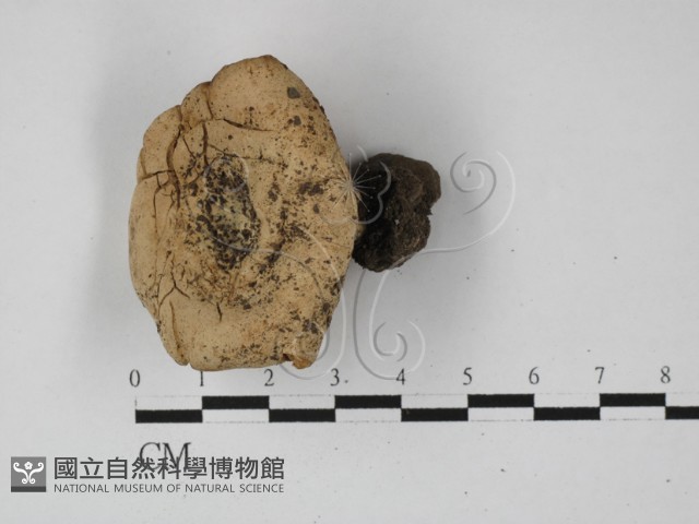 登錄號:F0027409藏品圖，第1張