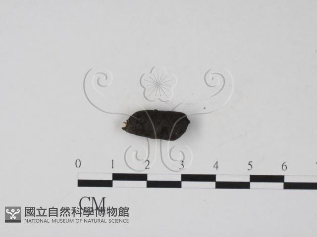 登錄號:F0007409藏品圖，第1張