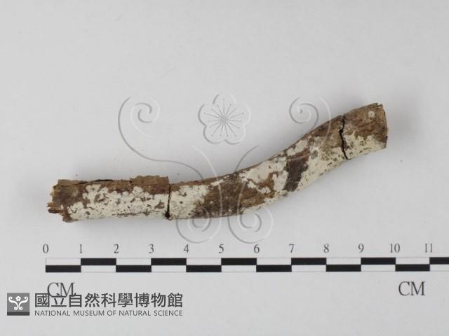 冇骨消絲齒菌藏品圖，第1張