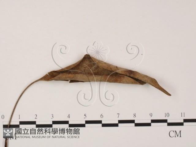 登錄號:F0005409藏品圖，第1張