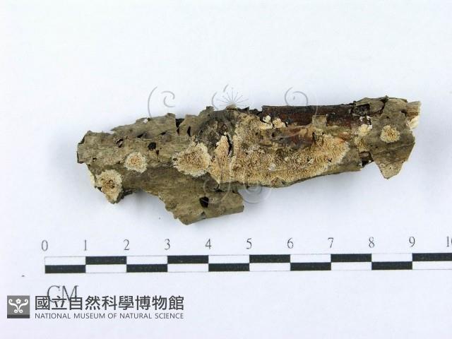 射脈菌屬藏品圖，第1張