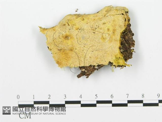 登錄號:F0009409藏品圖，第1張