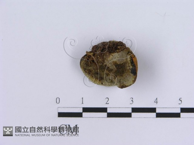登錄號:F0003409藏品圖，第1張