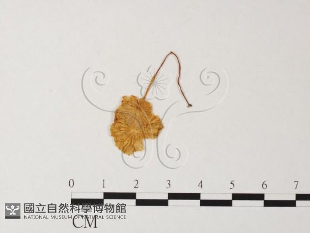 小菇屬藏品圖，第1張