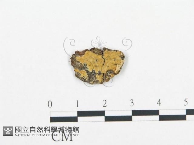 登錄號:F0008709藏品圖，第1張