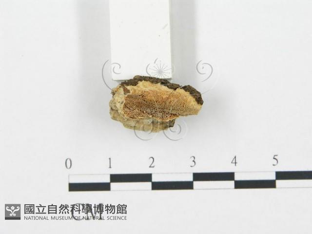 登錄號:F0006709藏品圖，第1張