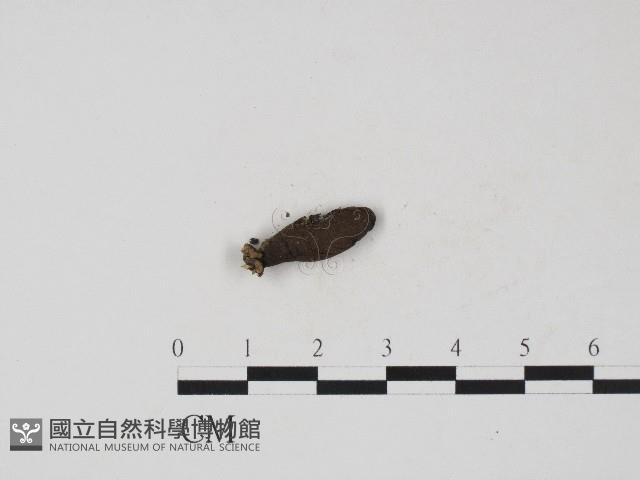 登錄號:F0004709藏品圖，第1張