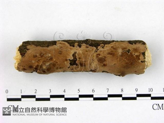 顯絲菌屬藏品圖，第1張