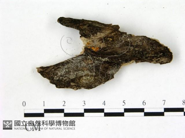 登錄號:F0007709藏品圖，第1張