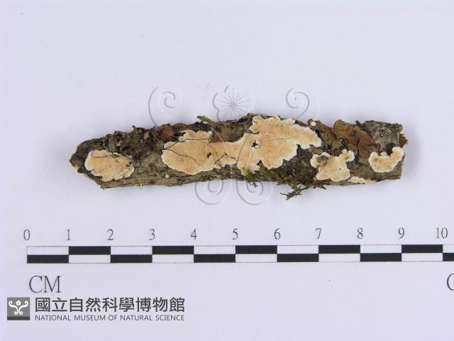 登錄號:F0015709藏品圖，第1張