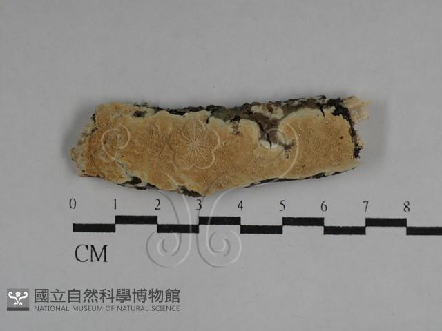 登錄號:F0029709藏品圖，第1張