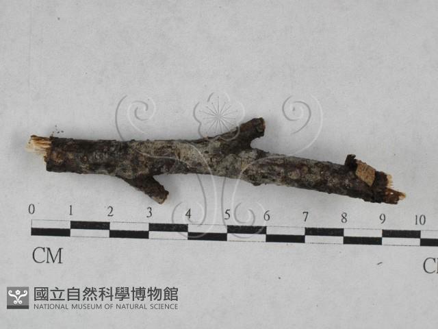 刺皮菌屬藏品圖，第1張