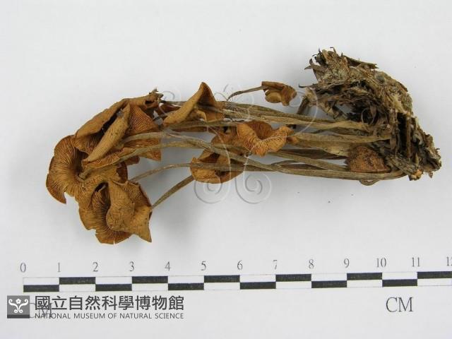 登錄號:F0008509藏品圖，第1張
