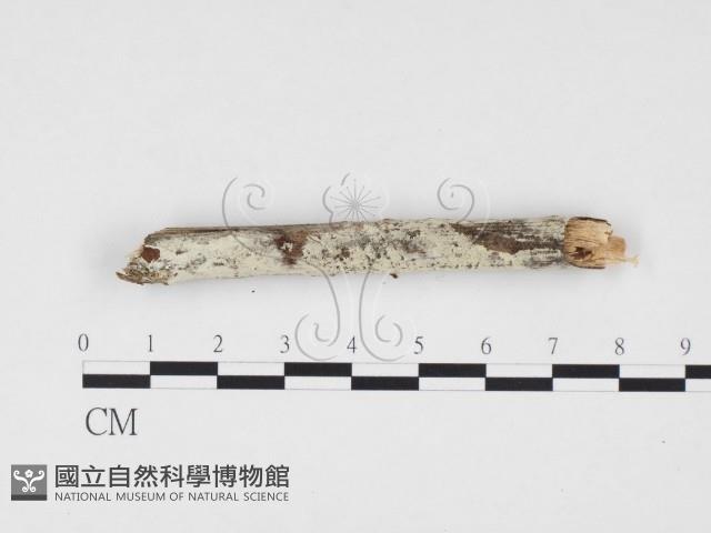 冇骨消絲齒菌藏品圖，第1張