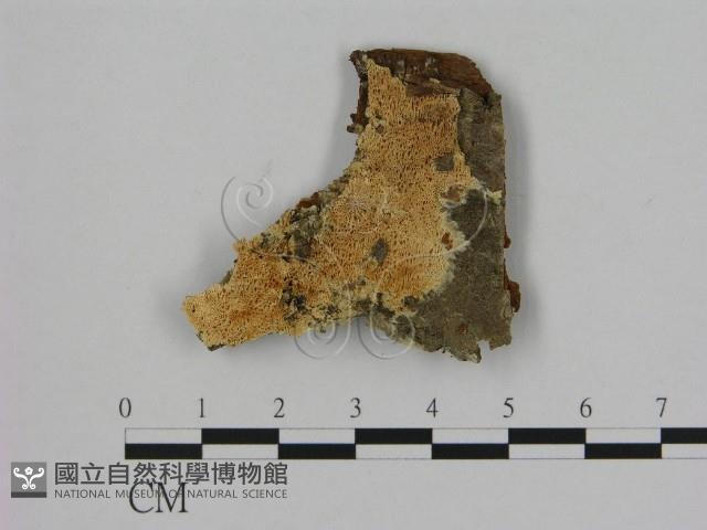 登錄號:F0006509藏品圖，第1張