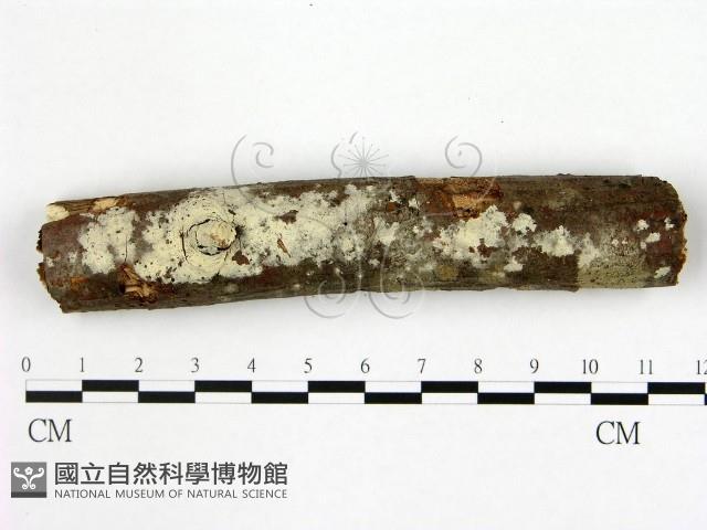 登錄號:F0016509藏品圖，第1張