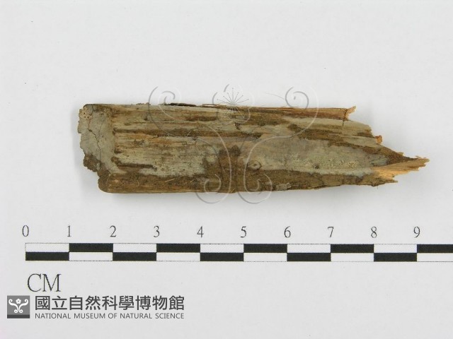 登錄號:F0001509藏品圖，第1張