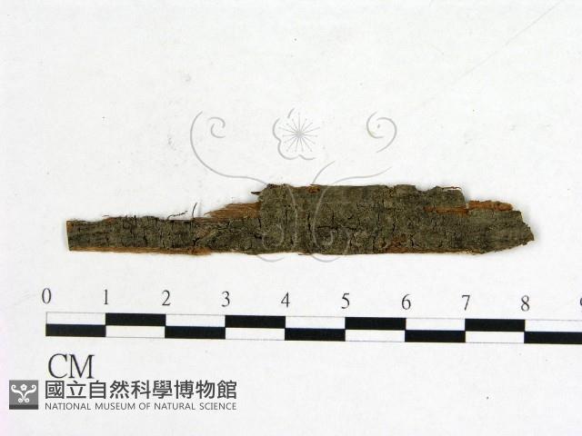 登錄號:F0011509藏品圖，第1張