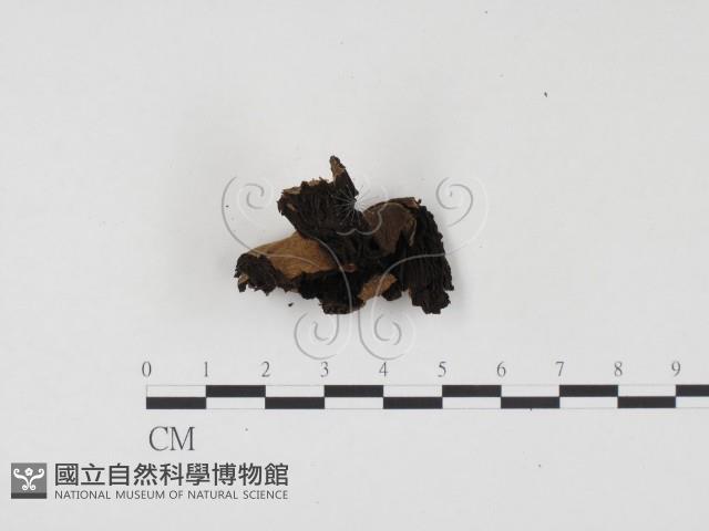 登錄號:F0024509藏品圖，第1張