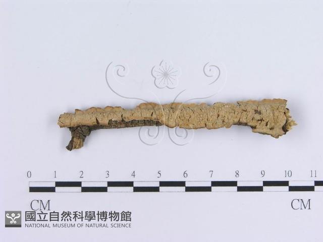 登錄號:F0004509藏品圖，第1張