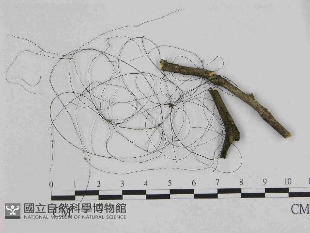 登錄號:F0014509藏品圖，第1張