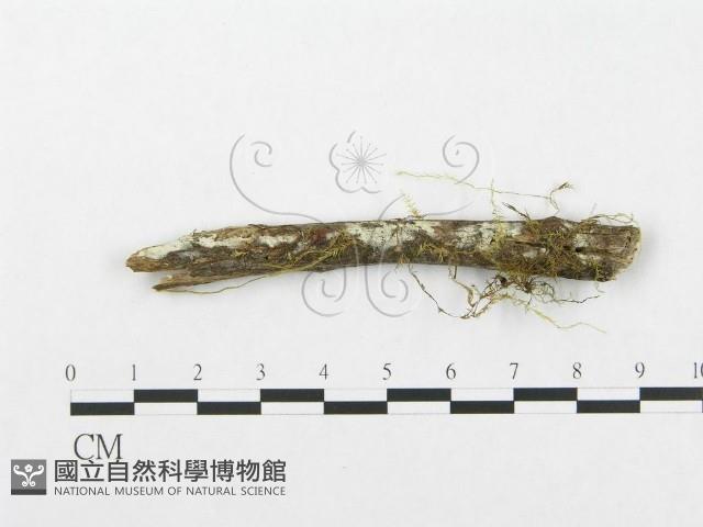 登錄號:F0002509藏品圖，第1張