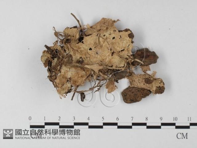 齒耳菌屬藏品圖，第1張