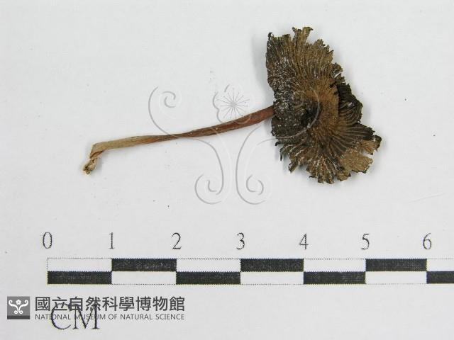 鬼傘屬藏品圖，第1張