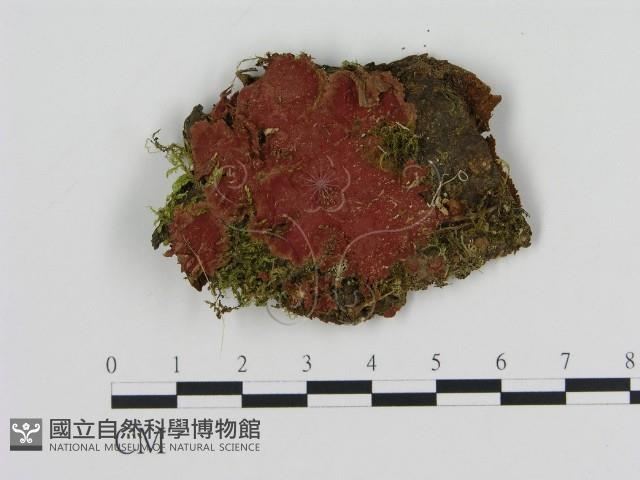 登錄號:F0015509藏品圖，第1張