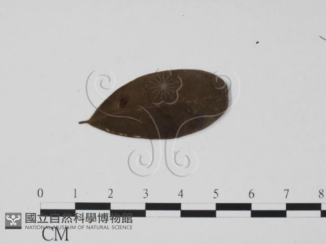 登錄號:F0019509藏品圖，第1張