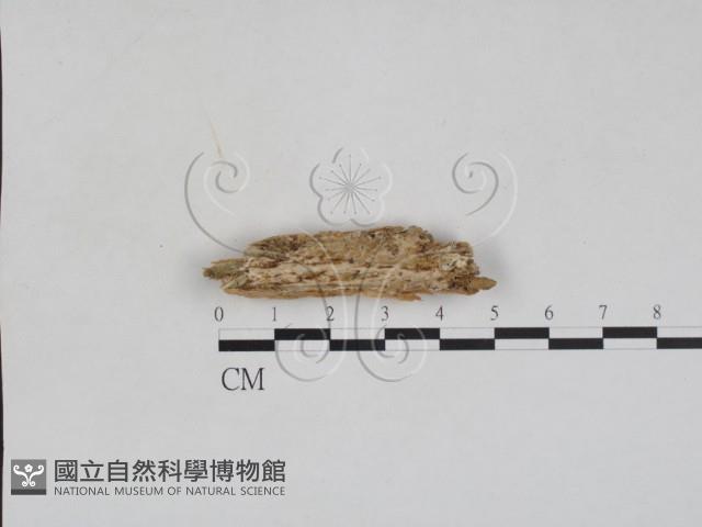 登錄號:F0028109藏品圖，第1張