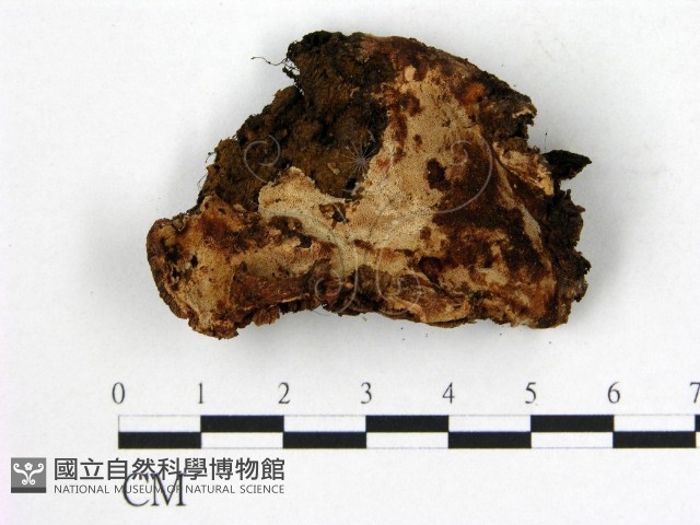 登錄號:F0008109藏品圖，第1張