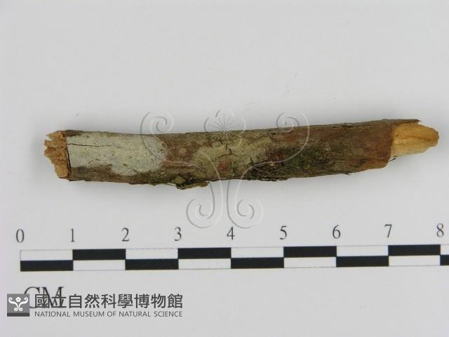 絲皮菌屬藏品圖，第1張