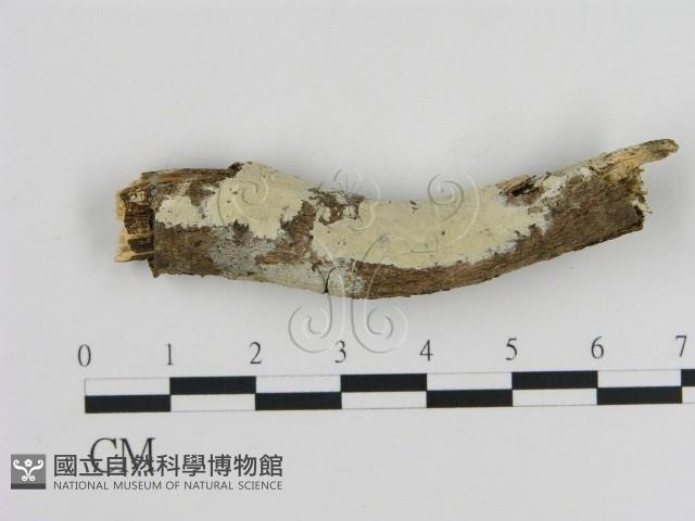 登錄號:F0000109藏品圖，第1張