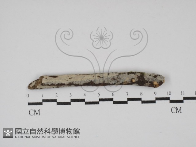 登錄號:F0030109藏品圖，第1張