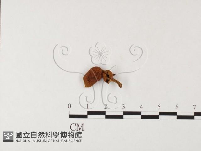 登錄號:F0026109藏品圖，第1張