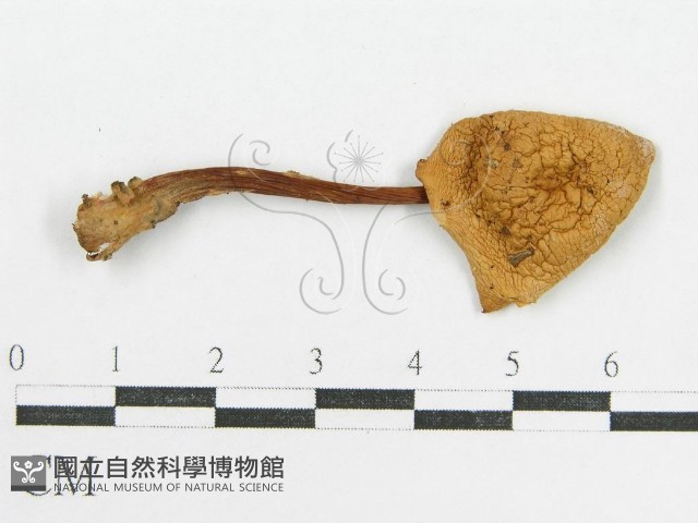登錄號:F0016109藏品圖，第1張
